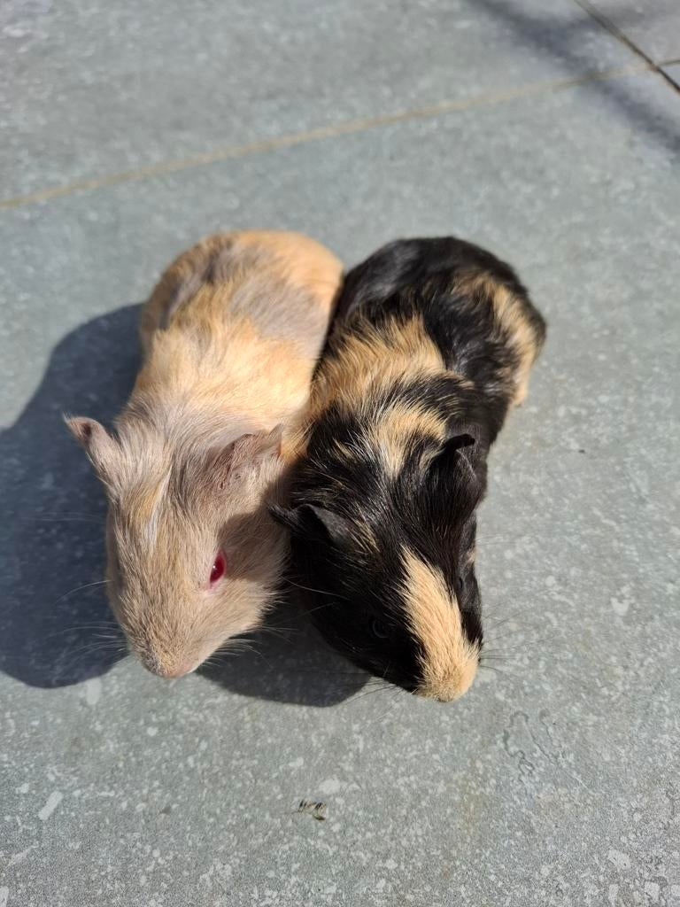 2 cavia beertjes, Dieren en Toebehoren, Knaagdieren, Februari, Mannelijk, Cavia