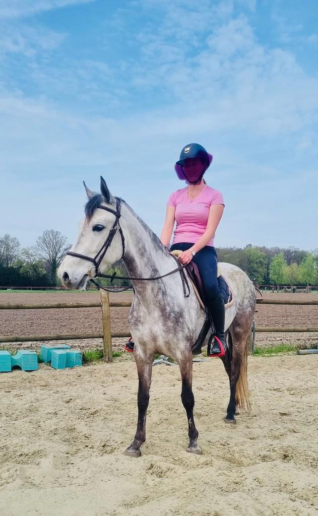Connemara merrie 5 jaar, Dieren en Toebehoren, Merrie