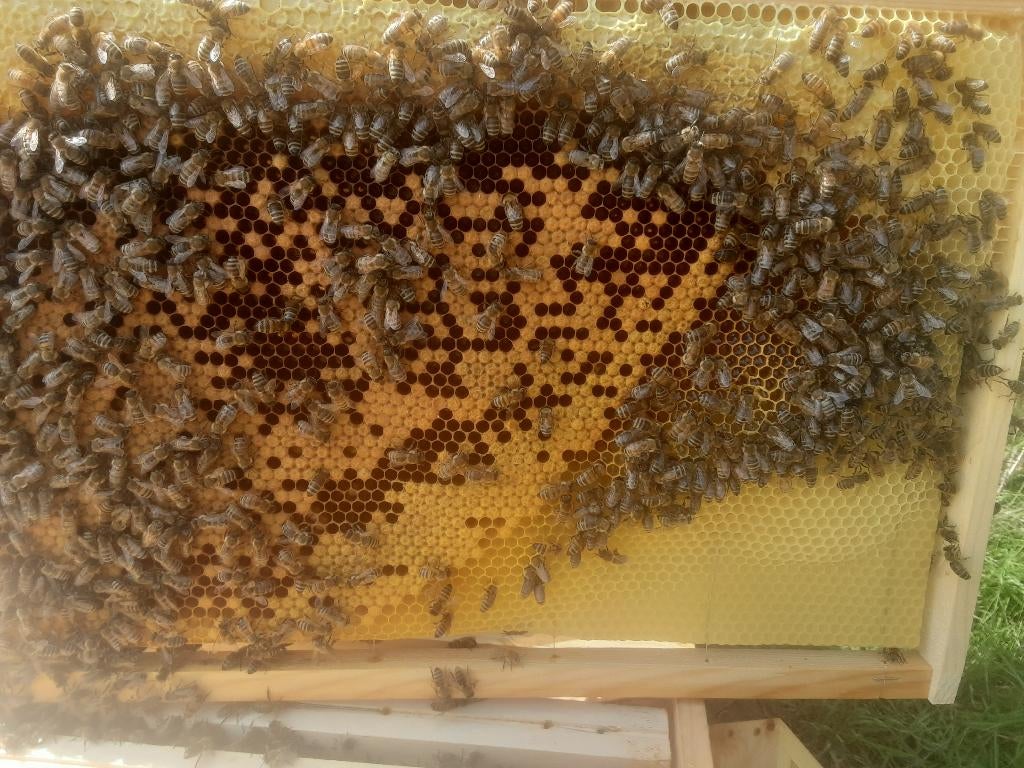 Essaim d'abeilles noires sur Dadant, Ophalen