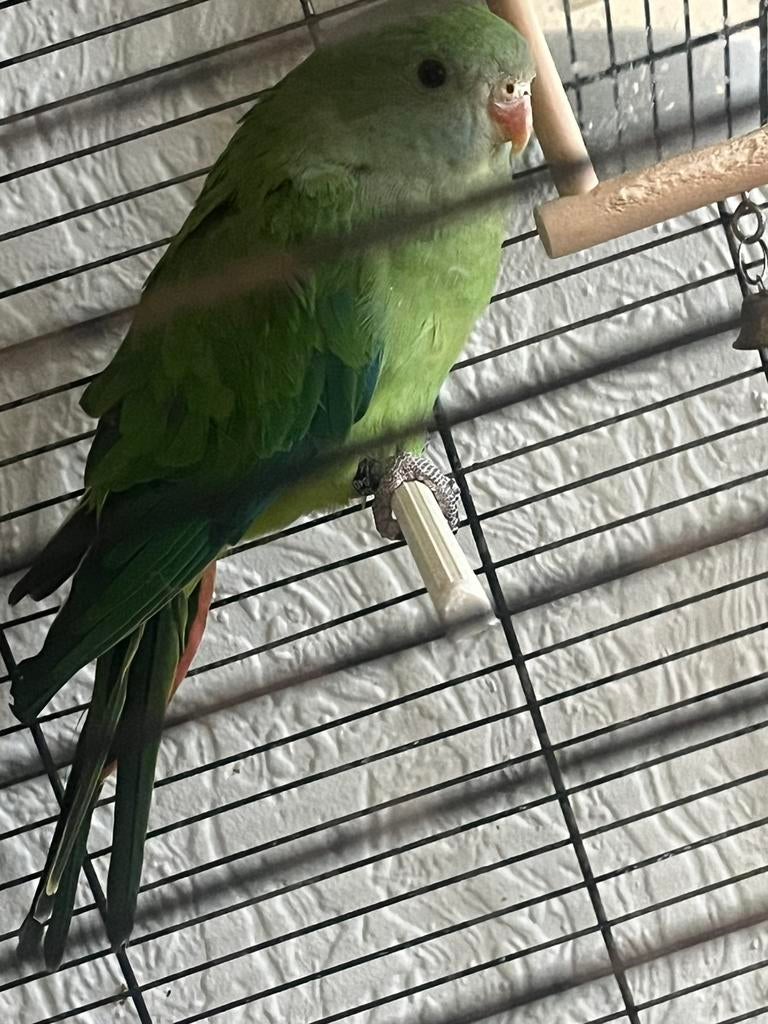 La perruche Baraband Jonkie à apprivoiser ! #papegaaien, Perruche, Domestique