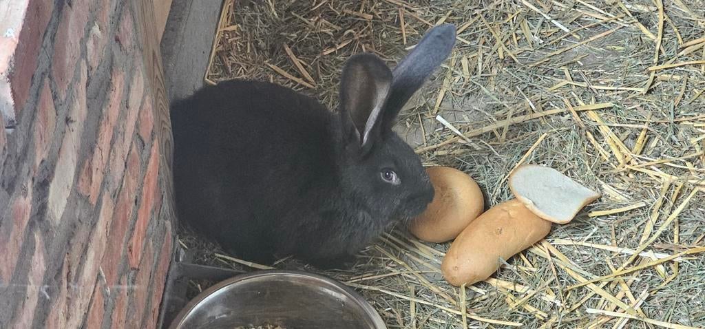 Laatste 2 vlaamse reusjes., Mannelijk, Groot, 0 tot 2 jaar