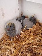 Couple garçon. ! ! ! 2026... ! ! !, Animaux & Accessoires, Oiseaux | Pigeons, Pigeon voyageur