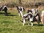 baggerbonte ooi lammetjes, Animaux & Accessoires, Femelle, Mouton, 0 à 2 ans