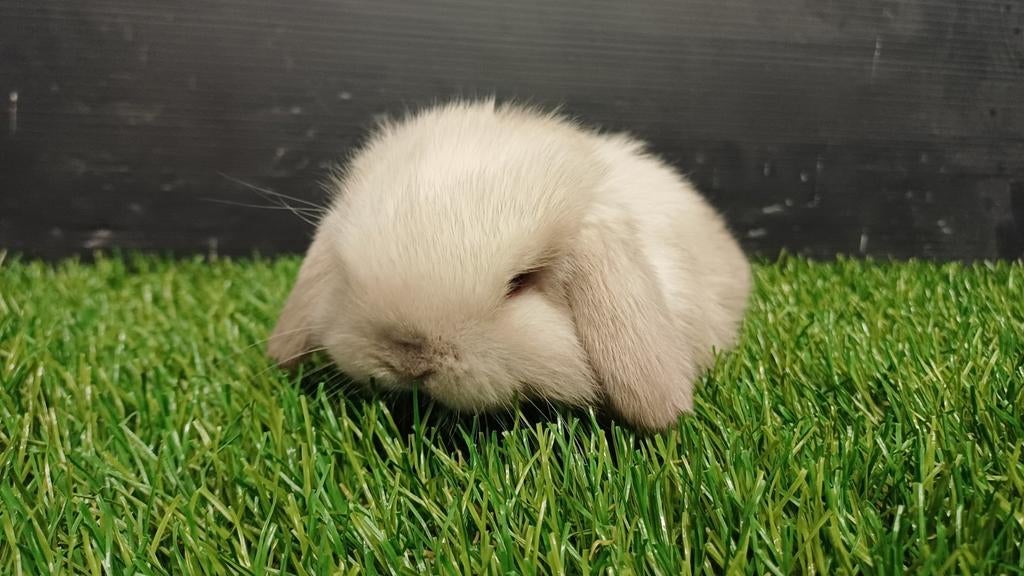 Raszuivere handtamme vrouwelijke minilop konijnen jong, Dieren en Toebehoren, Konijnen, Dwerg, Vrouwelijk, 0 tot 2 jaar, Hangoor