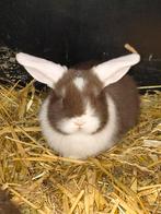 Prachtige NHD dwergkonijn tjes, Dieren en Toebehoren