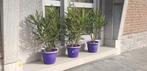 Lauriers rose en pot, déco terrasse, restaurant, jardin, .., Jardin & Terrasse, Enlèvement