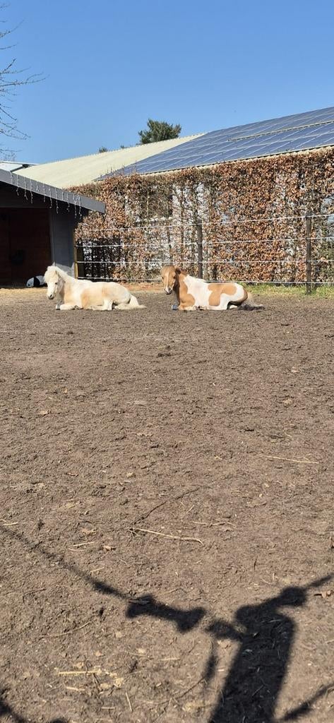 GRATIS zuivere paardenmest!, Tuin en Terras, Aarde en Mest, Ophalen