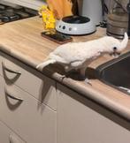 Te koop prachtige kaketoe papegaai, Enlèvement ou Envoi, Comme neuf, Blanc, Parquet