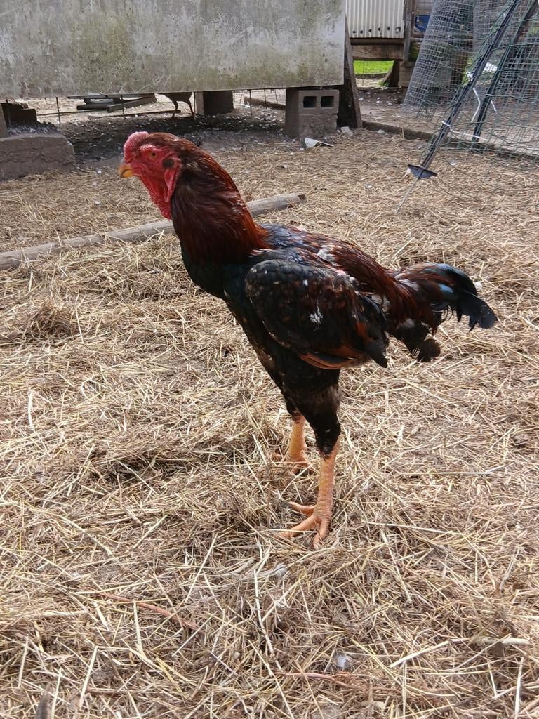 Coq malais 2025, Animaux & Accessoires, Volatiles