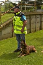 Mechelse herder afgerichte bewakingshond & verdedigingshond, Dieren en Toebehoren, België, Fokker | Hobbymatig, Reu, Parvo