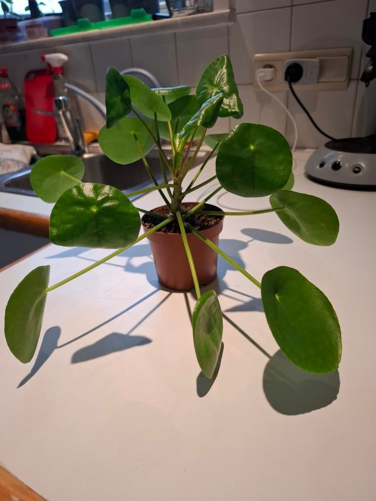 Pannenkoekplantjes, Huis en Inrichting, Kamerplanten, Ophalen