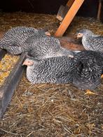 hollandse blauwe legkippen, Dieren en Toebehoren