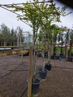 DAKBOMEN PARASOLBOMEN VOOR TUIN, Tuin en Terras, Ophalen