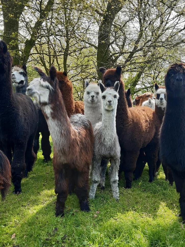 oud stalmest gratis, Tuin en Terras, Aarde en Mest, Mest, Ophalen