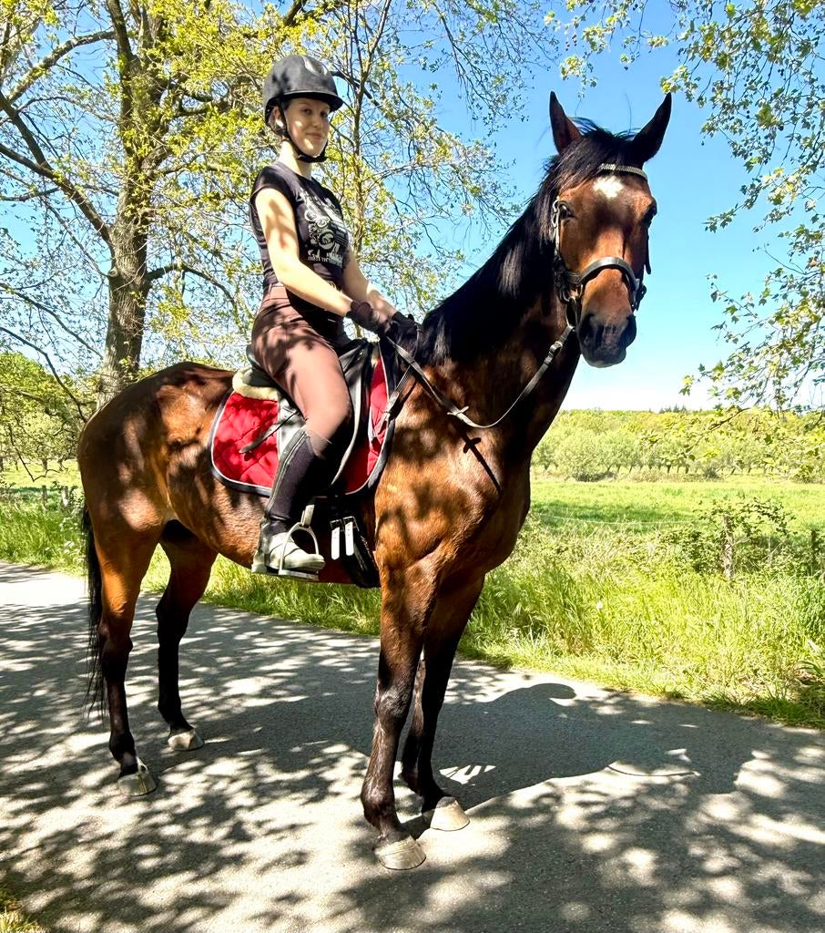 Un outil polyvalent et courageux, également pour la calèche, Animaux & Accessoires, Chevaux, Hongre