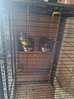 Cage 50cm par 50cm avec youyou, Enlèvement