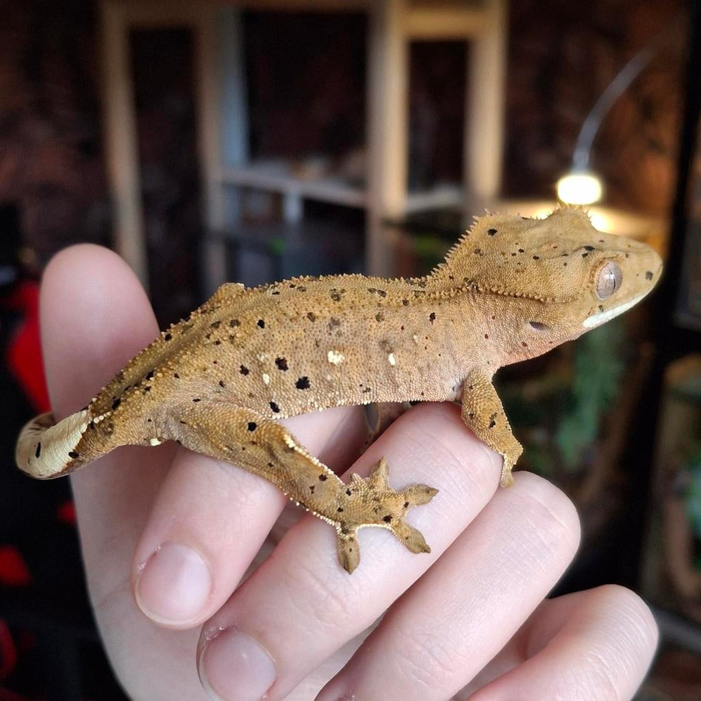 Superdalmatian wimpergekko/crested gecko man (1.0), Lézard, Domestique, 0 à 2 ans