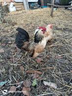 Çois zoekt een nieuwe thuis, Dieren en Toebehoren