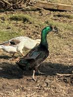 Canard qui court à l'indienne, Enlèvement