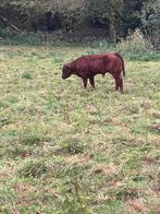 Stier west vlaams rood, Mâle, 0 à 2 ans