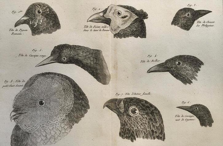 Méthode pour la connaissance des Oiseaux par le Bec... (I), Antiquités & Art, Art | Eaux-fortes & Gravures, Enlèvement ou Envoi