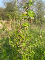 Jostabes, Tuin en Terras, Planten | Fruitbomen, Ophalen