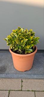 Euonymus jap.Aureomarginatus groen met gele rand, Ophalen