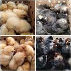 poussins a commander 7 rasses traditionelle pour 5 mai, Femelle, Poule ou poulet