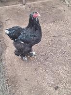 Brahma zwart-wit gepareld, Dieren en Toebehoren, Pluimvee, Mannelijk, Kip
