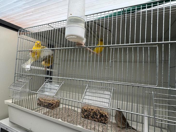 Kanaries & Glosters, Dieren en Toebehoren, Vogels | Kanaries, Kleurkanarie, Meerdere dieren