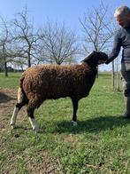 Zwartbles dekram 1 jaar, Mannelijk, Schaap, 0 tot 2 jaar