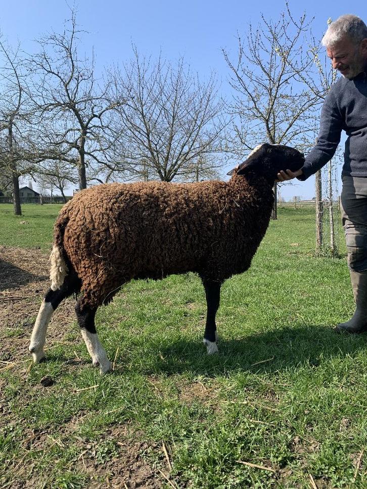 Zwartbles dekram 1 jaar, Dieren en Toebehoren, Schapen, Geiten en Varkens, Schaap, Mannelijk, 0 tot 2 jaar