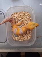 Luipaardgekko’s WY Sunglow & Lavender Sunglow (volwassen), Lézard, 0 à 2 ans