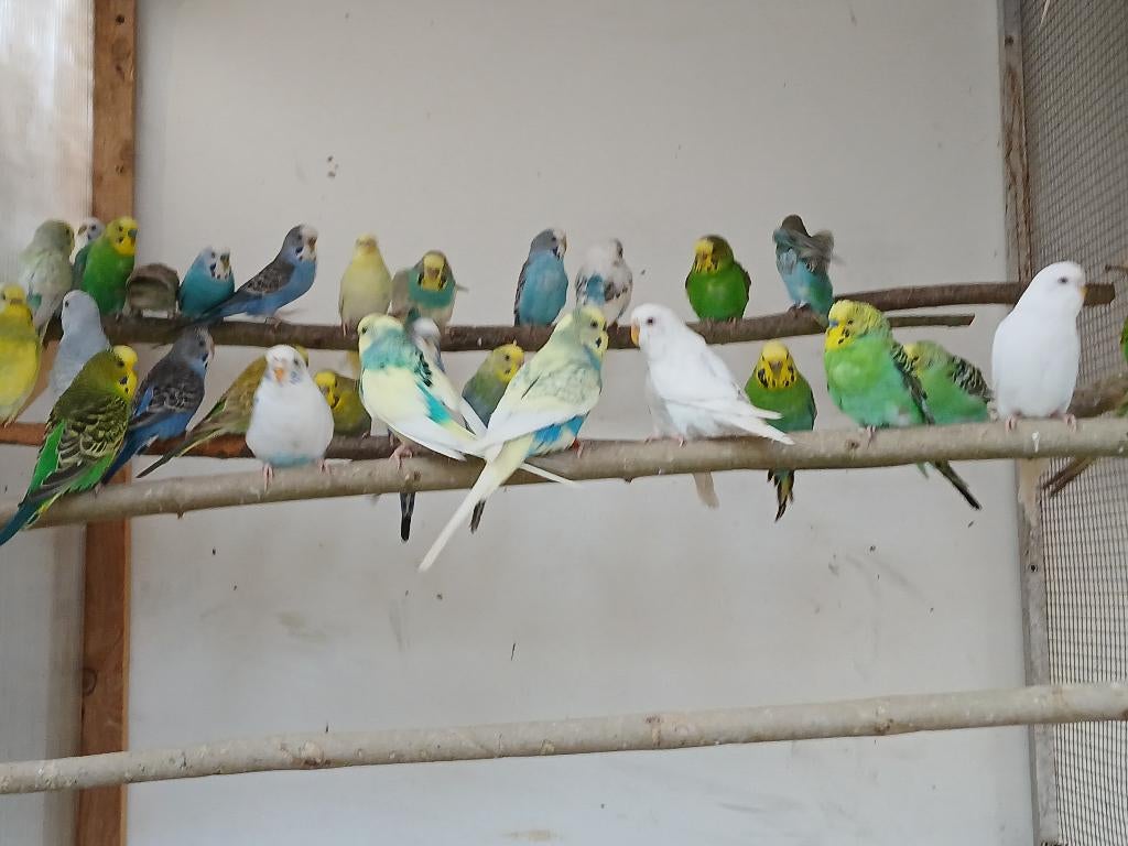 Grasparkieten klaar voor de kweek, Dieren en Toebehoren, Vogels | Parkieten en Papegaaien, Meerdere dieren, Parkiet, Geringd