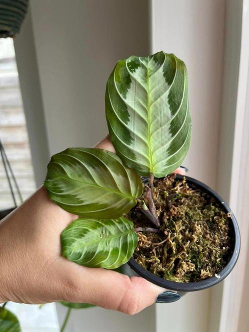 Maranta Silverband, Maison & Meubles, Plantes d'intérieur, Enlèvement ou Envoi