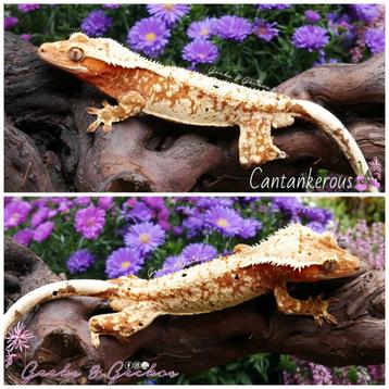 Wimpergekko (Correlophus ciliatus) man beschikbaar voor biedingen