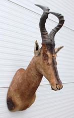 Opgezette kop RED HARTEBEEST antilope (gewei), Verzamelen, Ophalen, Gebruikt, Wild dier, Opgezet dier