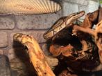 Python met terrarium, Dieren en Toebehoren, Slang, Met terrarium, 3 tot 6 jaar