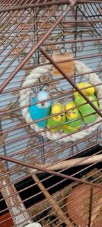 Perruches, Animaux & Accessoires