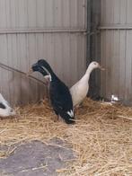 Loopeend, Meerdere dieren, Eend