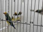 Gould amandine, Dieren en Toebehoren, Vogels | Overige Vogels, Meerdere dieren, Tropenvogel