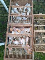 Kanaries rood mozaik 20euro stuk, Dieren en Toebehoren