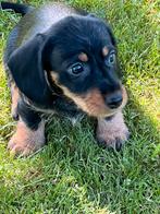 Mooie ruwharige dwerg teckel pups particulier, Dieren en Toebehoren, België, Particulier, 8 tot 15 weken, CDV (hondenziekte)