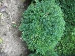 Buxus, Jardin & Terrasse, Plantes | Arbustes & Haies, Moins de 100 cm, Enlèvement, Buis, Arbuste