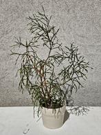 Rhipsalis in keramieken pot., Ophalen, Cactus