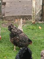 Kippen, Dieren en Toebehoren, Pluimvee, Kip