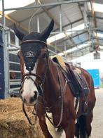 For Plaesure merrie te koop, Dieren en Toebehoren, Paarden, Merrie