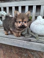 Mooie Pomeriaan/Dwergkees , laatste pup reutje, België, Fokker | Hobbymatig, Overige rassen, CDV (hondenziekte)