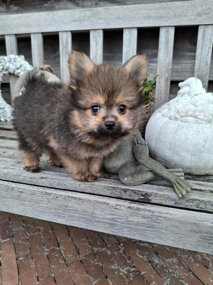 Mooie Pomeriaan/Dwergkees , laatste pup reutje, Dieren en Toebehoren, Honden | Poolhonden, Keeshonden en Oertypen, Meerdere dieren