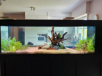 Aquarium 200Lx60Bx70H, Dieren en Toebehoren, Ophalen, Zo goed als nieuw
